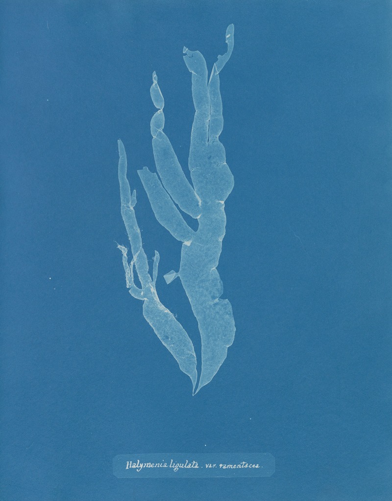 Halymenia ligulata var. ramentacea — Anna Atkins