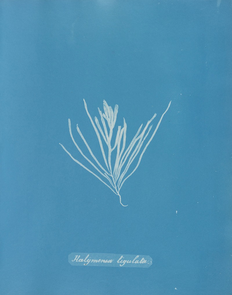 Halymenia ligulata by Anna Atkins, 1843-1853 — digital art print download