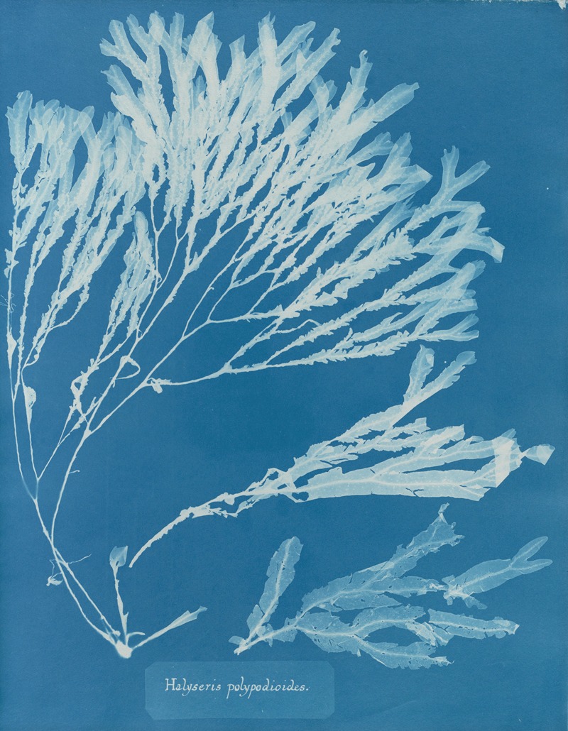 Halyseris polypodioides by Anna Atkins, 1843-1853 — digital art print download