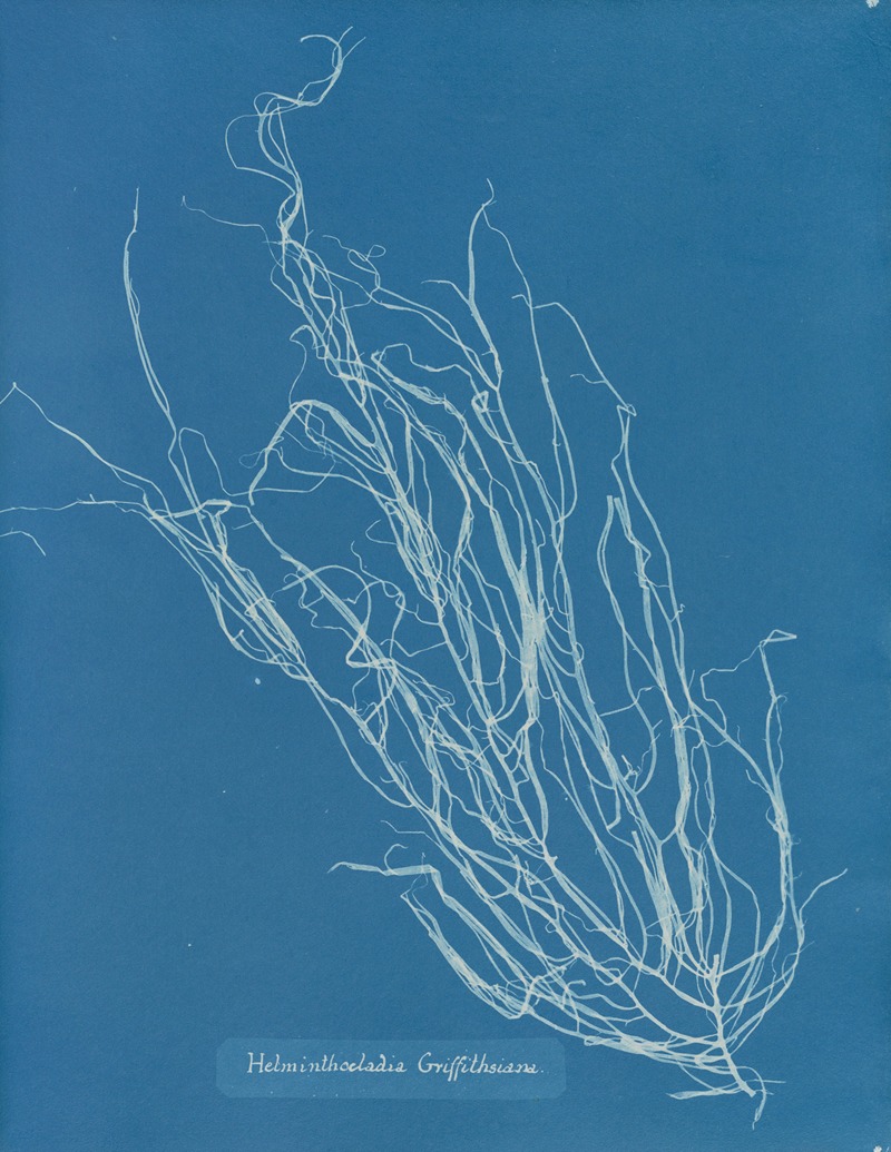 Helminthocladia Griffithsiana by Anna Atkins, 1843-1853 — digital art print download