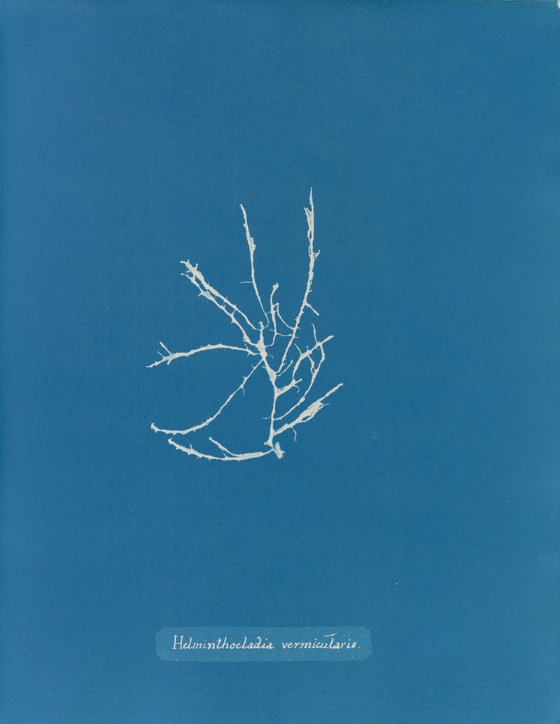 Helminthocladia vermicularis by Anna Atkins, 1843-1853 — digital art print download