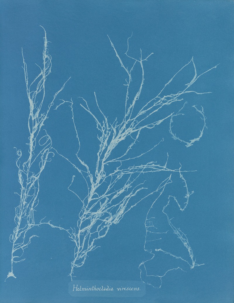 Helminthocladia virescens by Anna Atkins, 1843-1853 — digital art print download