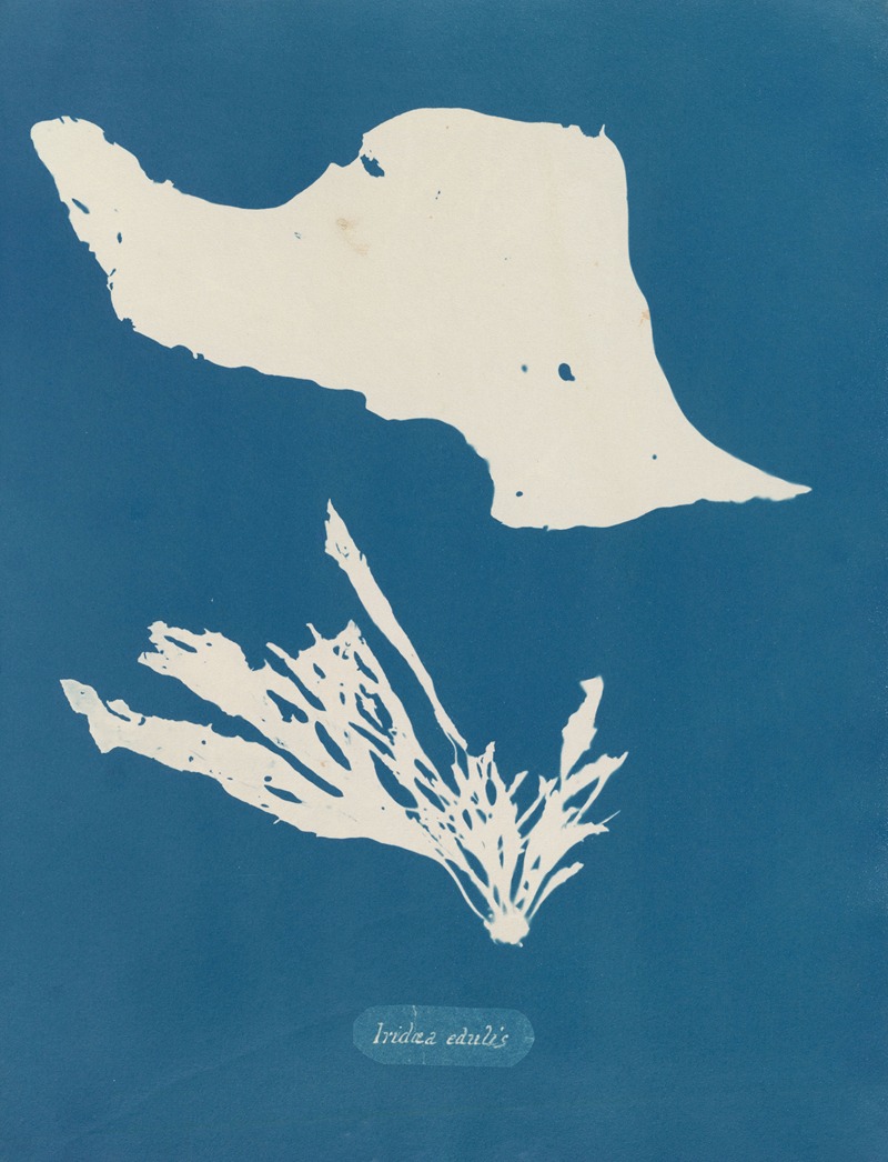 Iridaea edulis by Anna Atkins, 1843-1853 — digital art print download