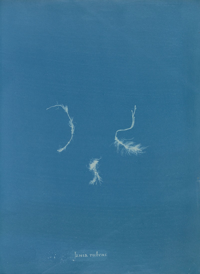 Jania rubens by Anna Atkins, 1843-1853 — digital art print download