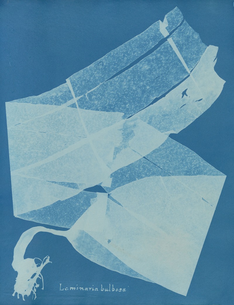 Laminaria bulbosa by Anna Atkins, 1843-1853 — digital art print download