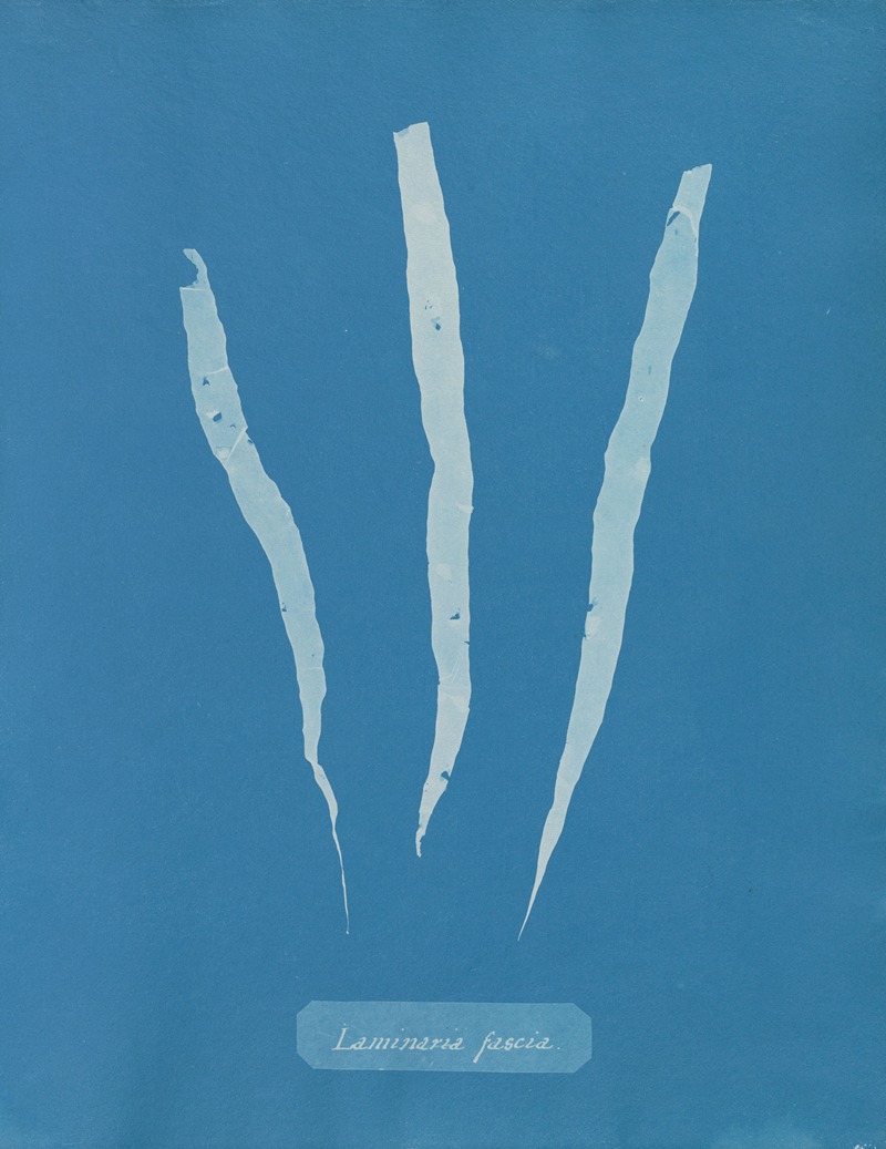 Laminaria fascia. by Anna Atkins, 1843-1853 — digital art print download
