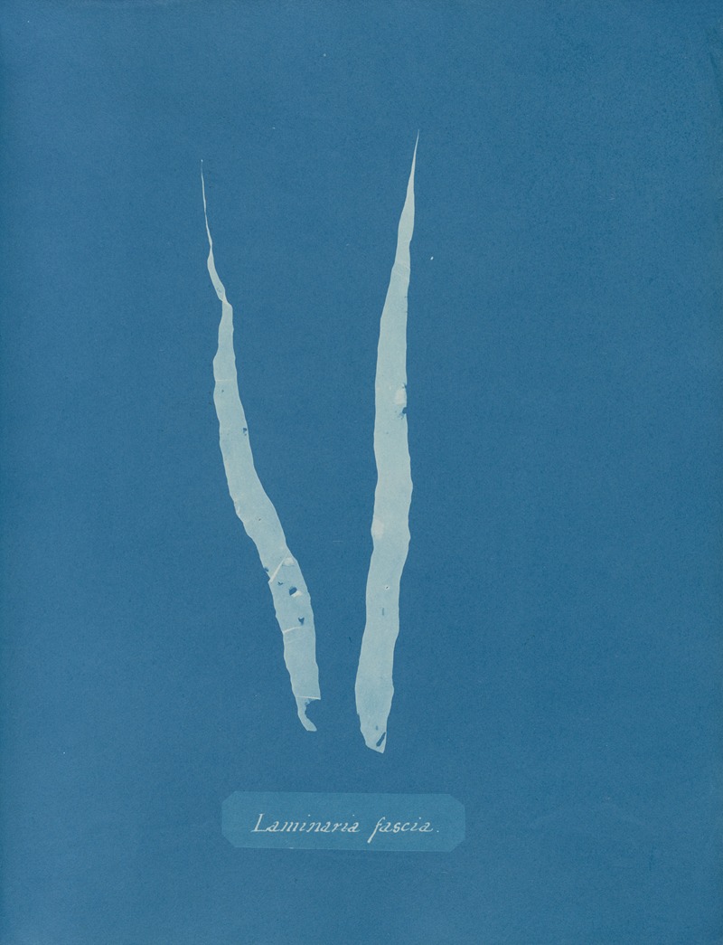 Laminaria fascia — Анна Аткинс