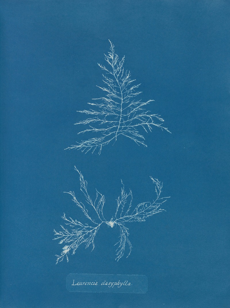 Laurencia dasyphylla by Anna Atkins, 1843-1853 — digital art print download