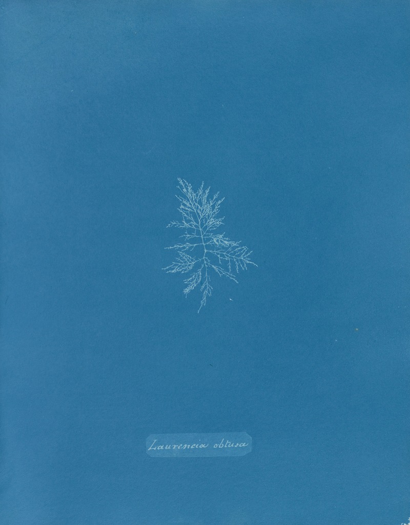 Laurencia obtusa by Anna Atkins, 1843-1853 — digital art print download