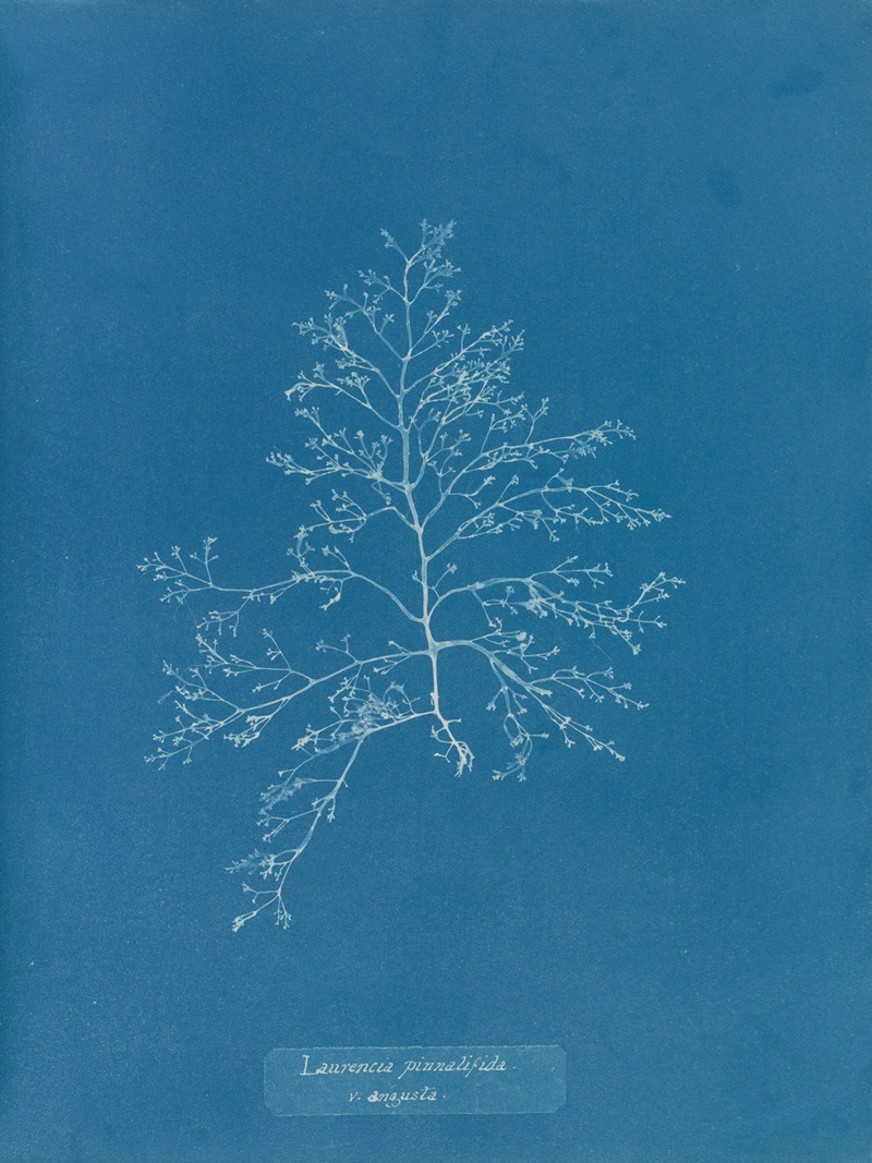Laurencia pinnatifida v. angusta by Анна Аткинс, 1843-1853 — digital art print download