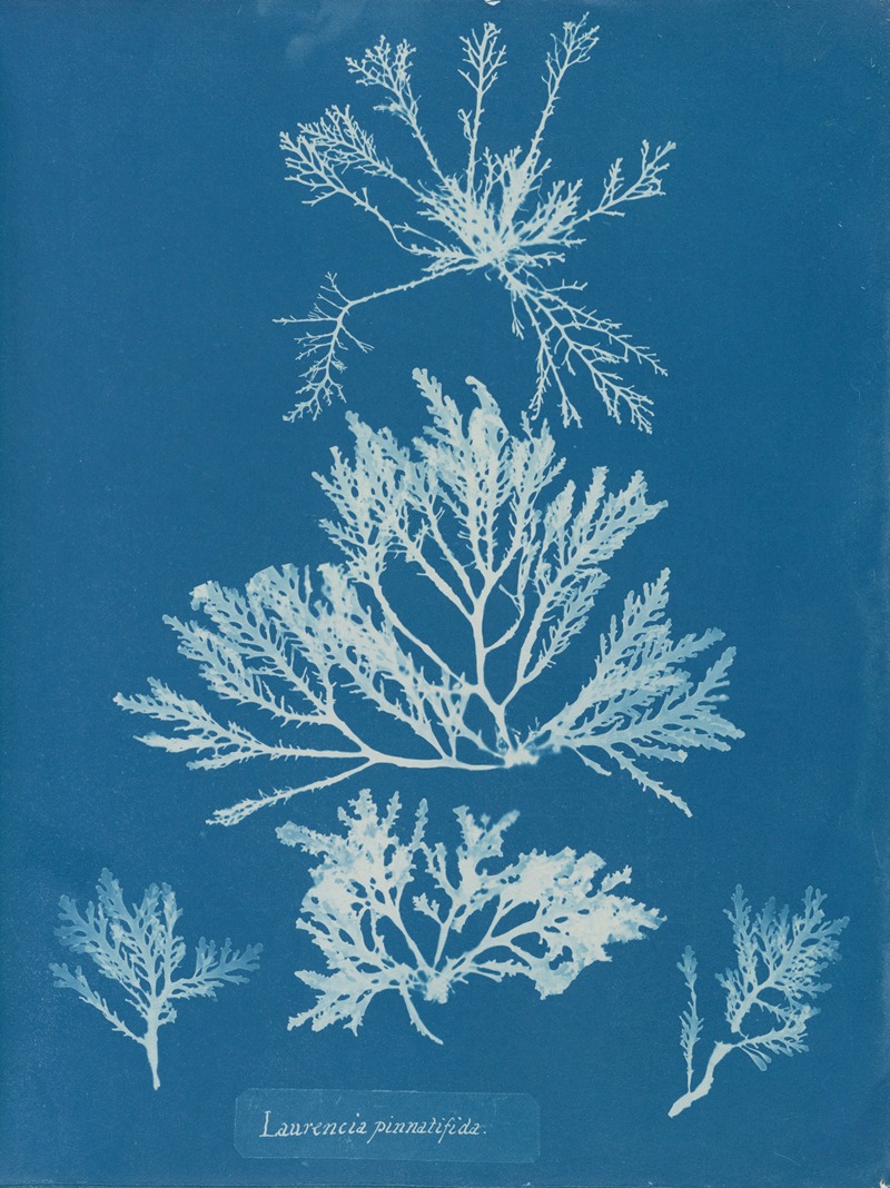 Laurencia pinnatifida by Anna Atkins, 1843-1853 — digital art print download