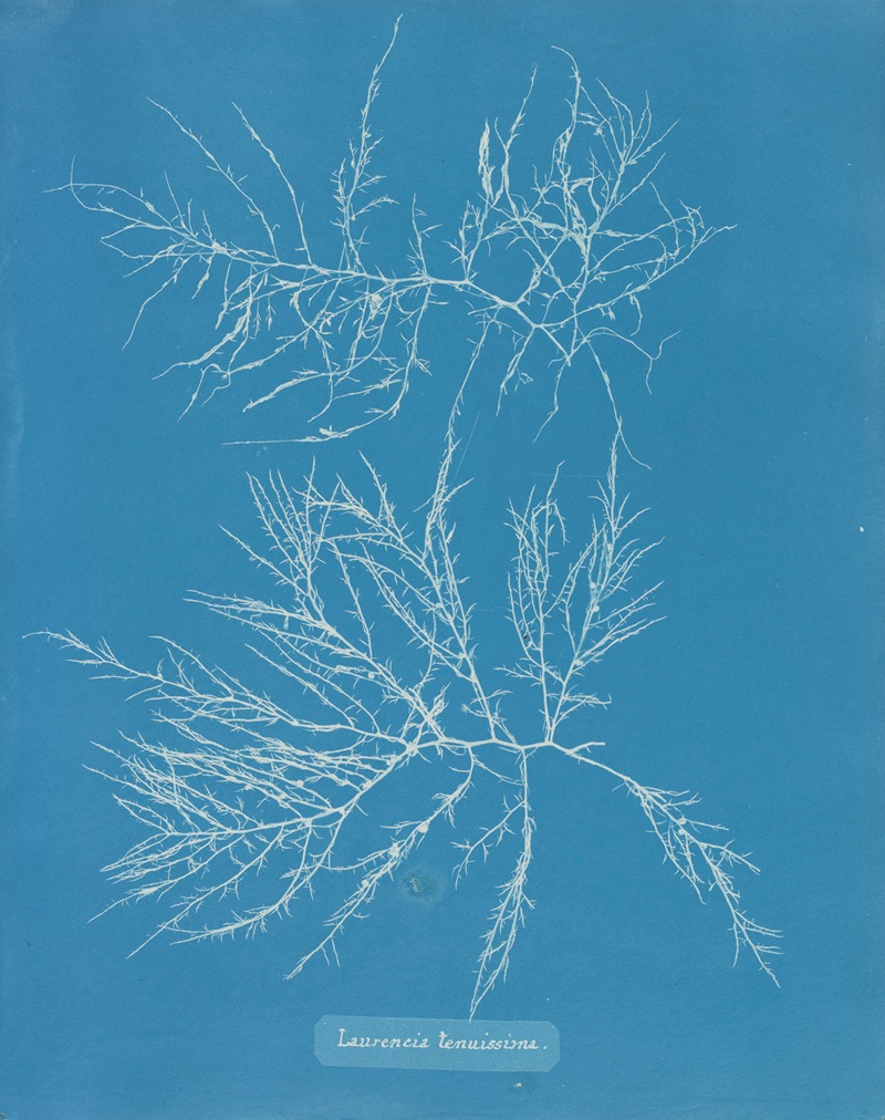 Laurencia tenuissima by Anna Atkins, 1843-1853 — digital art print download