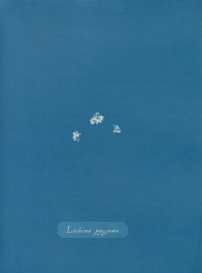 Lichina pygmæa by Anna Atkins, 1843-1853 — digital art print download