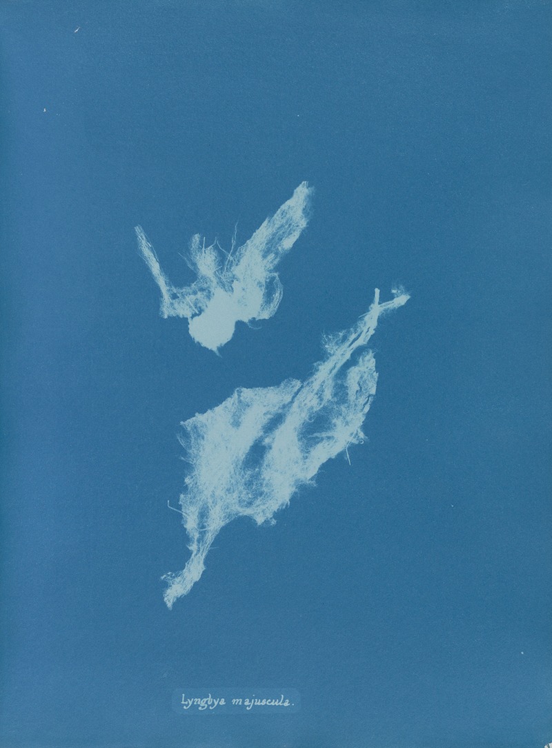 Lyngbya majuscula by Anna Atkins, 1843-1853 — digital art print download