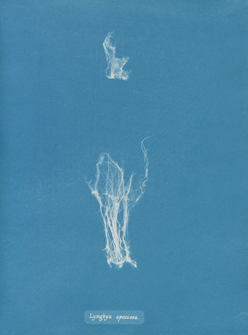 Lyngbya speciosa by Anna Atkins, 1843-1853 — digital art print download