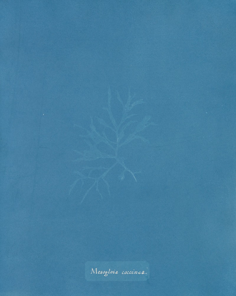 Mesogloia coccinea by Anna Atkins, 1843-1853 — digital art print download