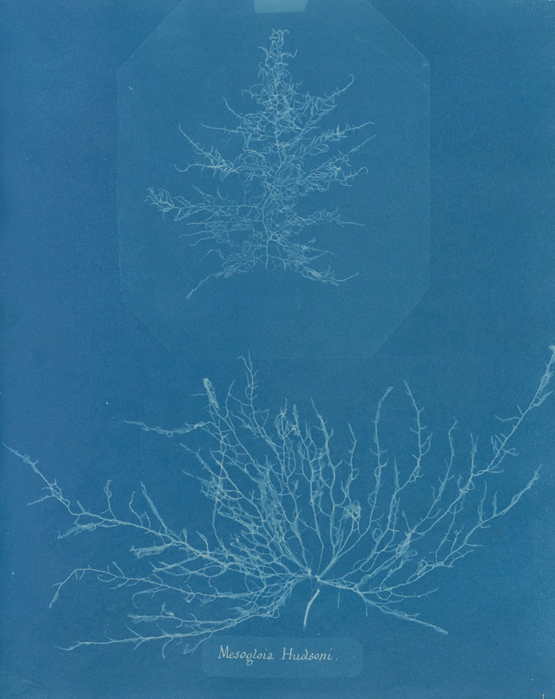 Mesogloia Hudsoni by Anna Atkins, 1843-1853 — digital art print download