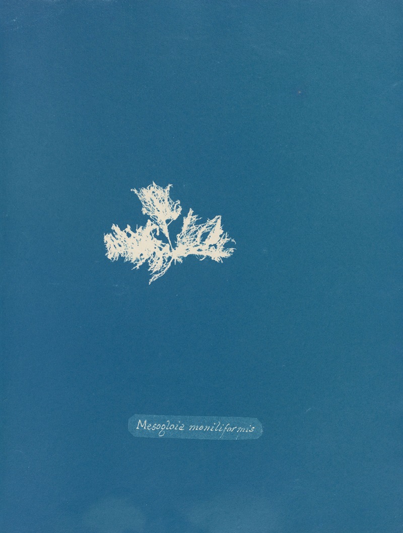 Mesogloia moniliformis. by Anna Atkins, 1843-1853 — digital art print download