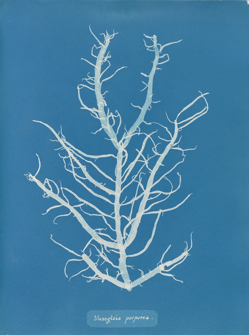 Mesogloia purpurea. by Anna Atkins, 1843-1853 — digital art print download