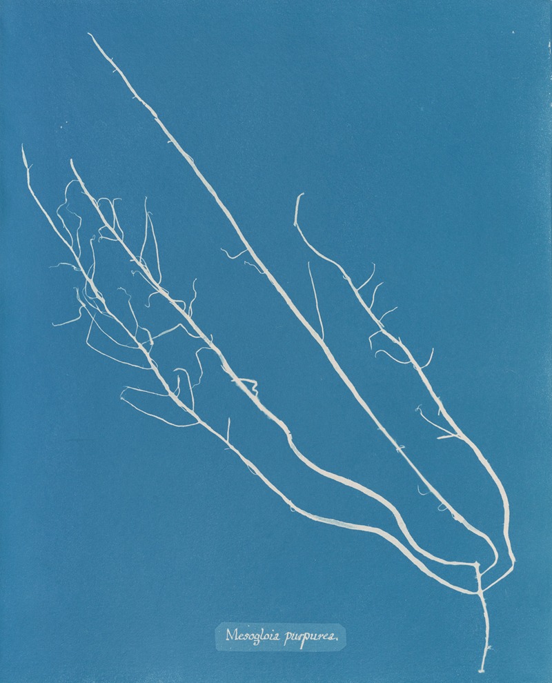 Mesogloia purpurea by Anna Atkins, 1843-1853 — digital art print download