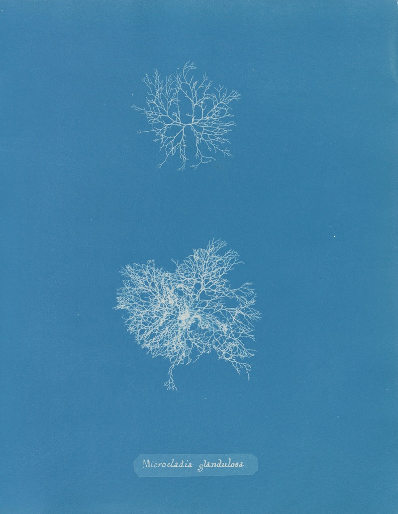 Microcladia glandulosa by Anna Atkins, 1843-1853 — digital art print download