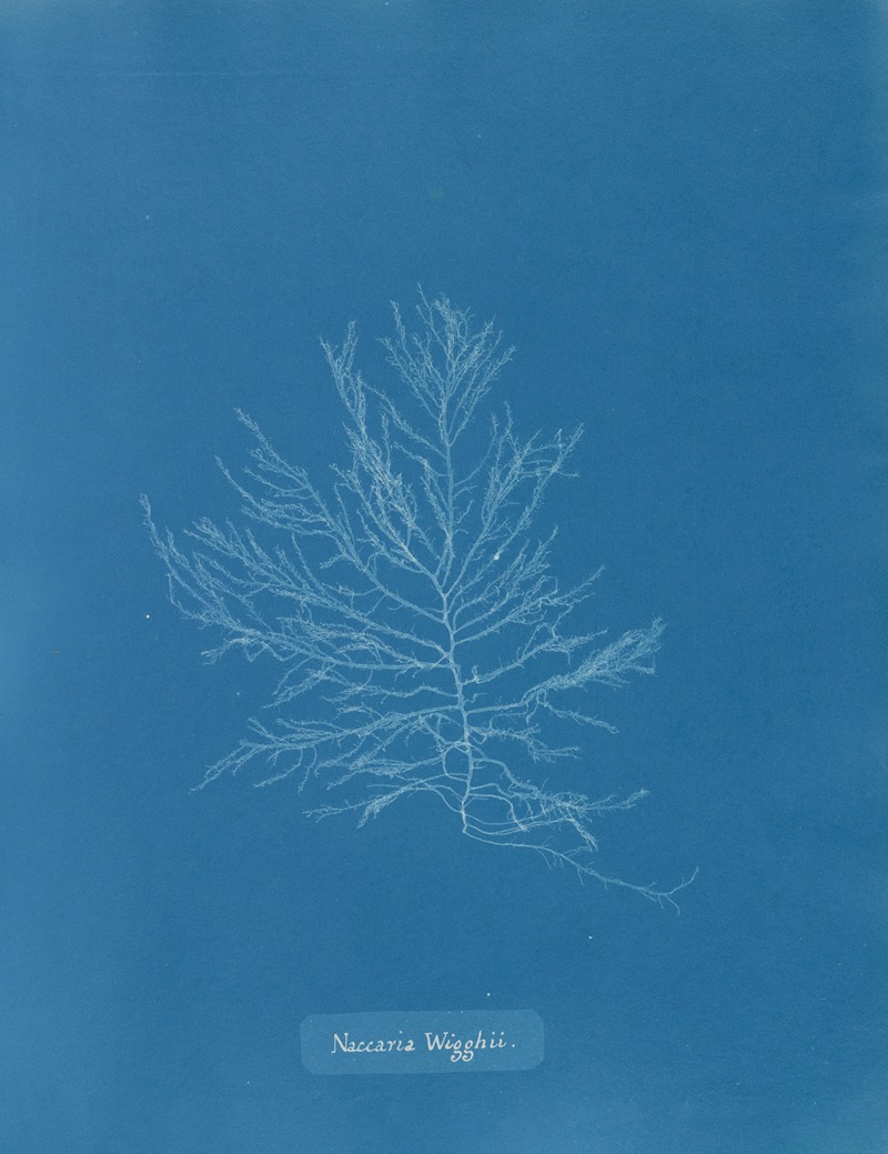 Naccaria Wigghii by Anna Atkins, 1843-1853 — digital art print download