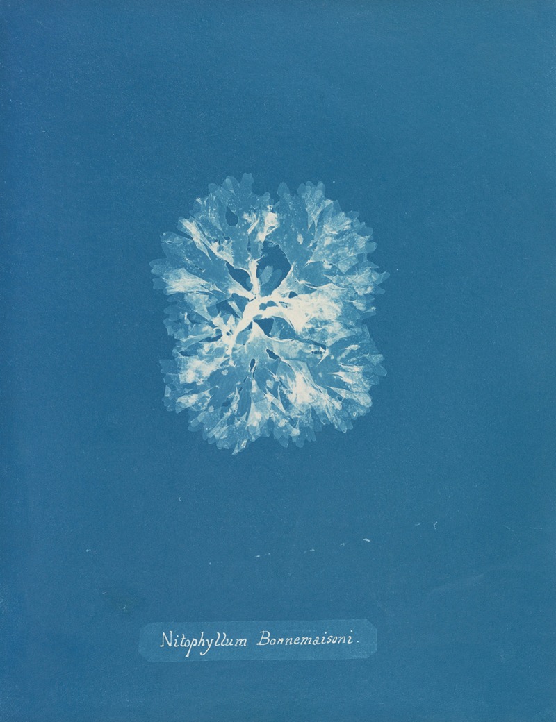 Nitophyllum Bonnemaisoni by Anna Atkins, 1843-1853 — digital art print download