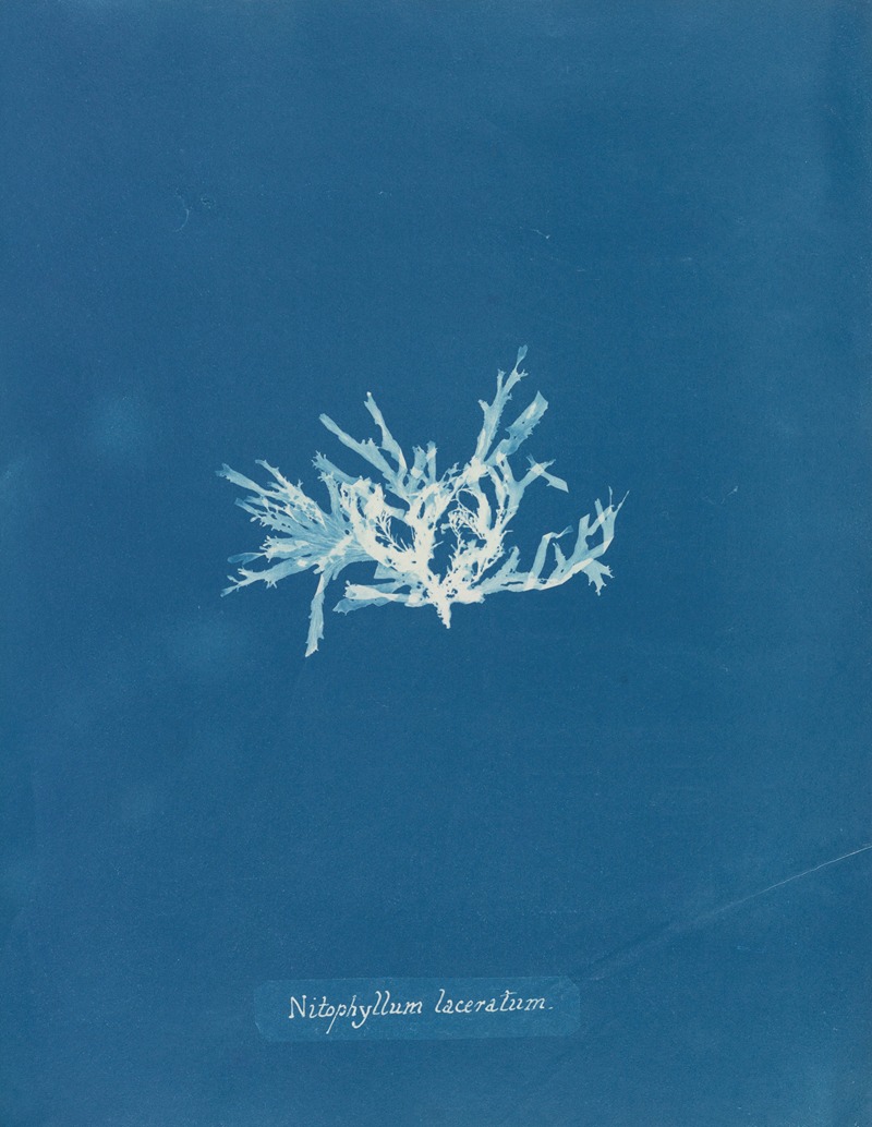 Nitophyllum laceratum by Anna Atkins, 1843-1853 — digital art print download