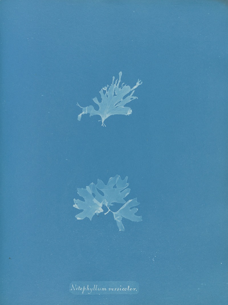 Nitophyllum versicolor by Anna Atkins, 1843-1853 — digital art print download