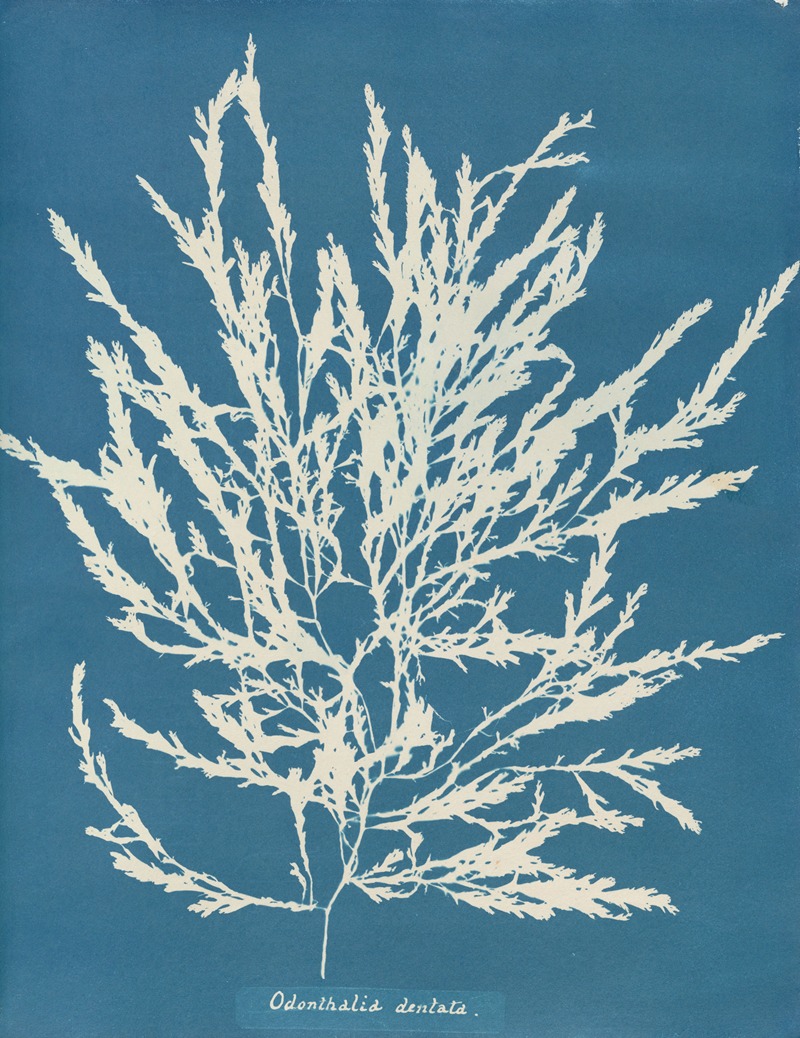 Odonthalia dentata by Anna Atkins, 1843-1853 — digital art print download