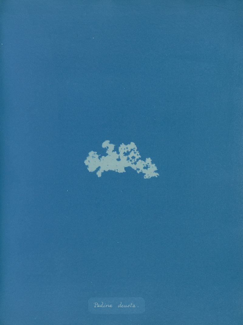 Padina deusta. by Anna Atkins, 1843-1853 — digital art print download