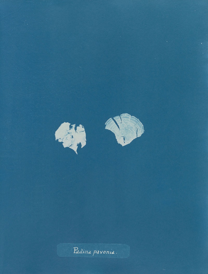 Padina pavonia by Anna Atkins, 1843-1853 — digital art print download