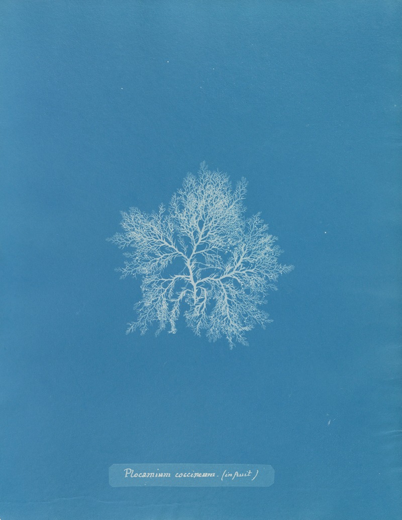 Plocamium coccineum (in fruit) — Anna Atkins