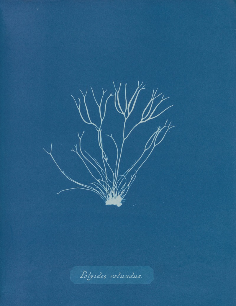 Polyides rotundus by Anna Atkins, 1843-1853 — digital art print download