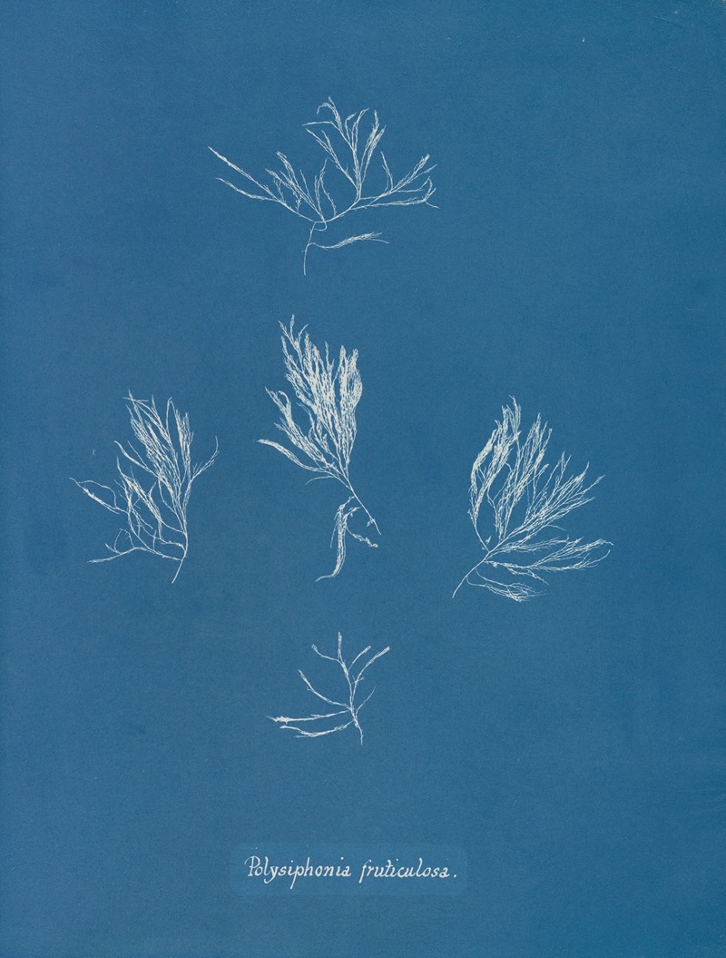 Polysiphonia fruticulosa by Anna Atkins, 1843-1853 — digital art print download