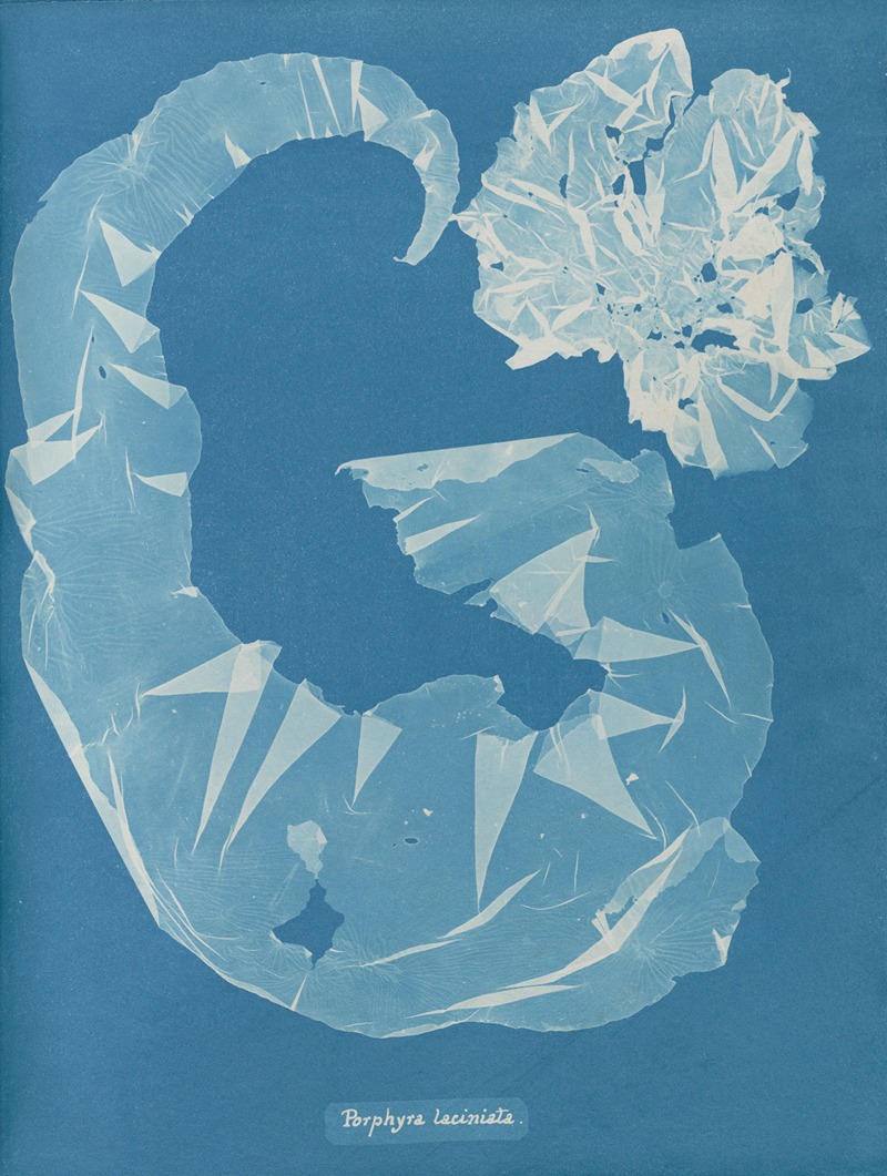 Porphyra laciniata by Anna Atkins, 1843-1853 — digital art print download