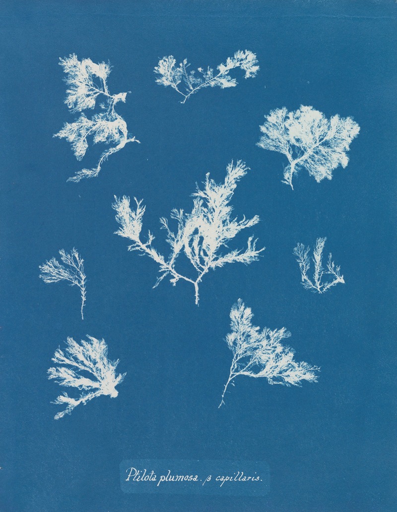 Ptilota plumosa β capillaris — Анна Аткинс