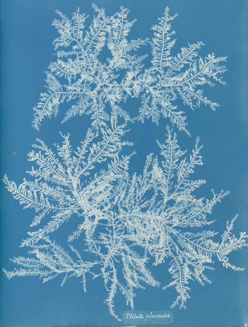 Ptilota plumosa. by Anna Atkins, 1843-1853 — digital art print download