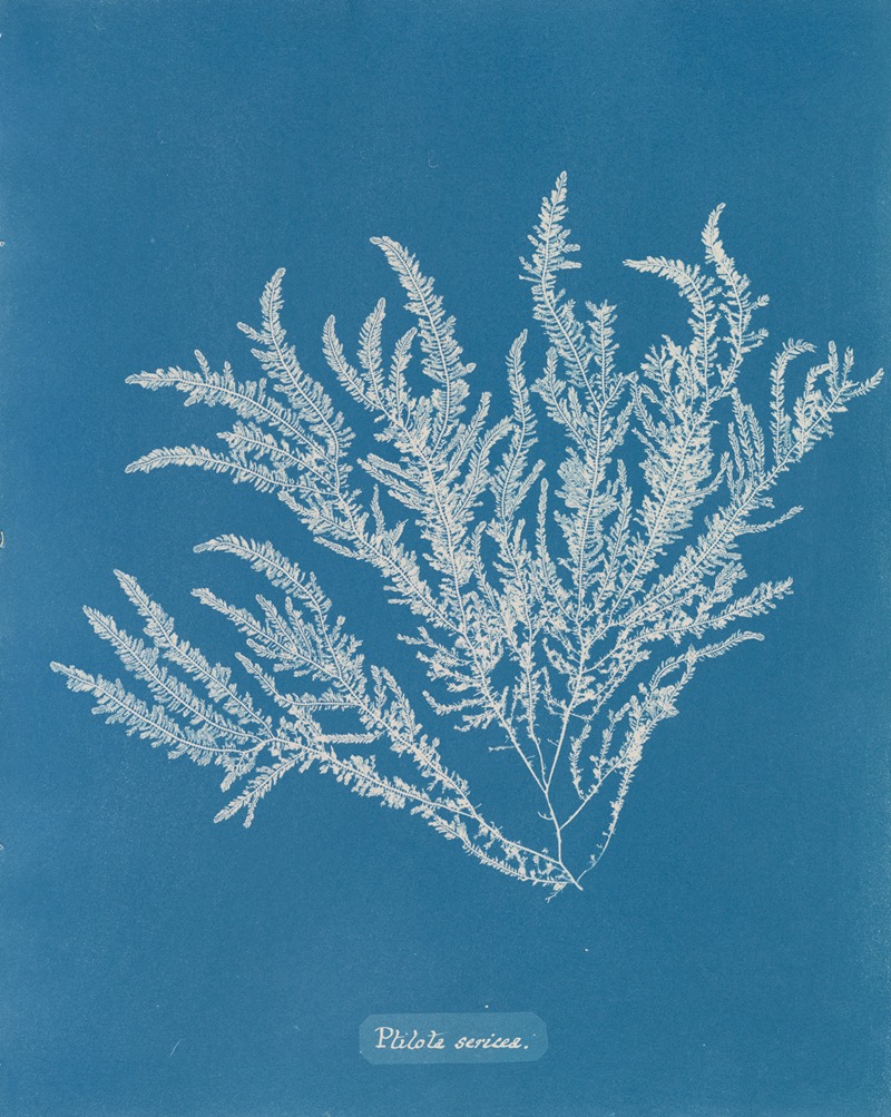 Ptilota sericea by Anna Atkins, 1843-1853 — digital art print download