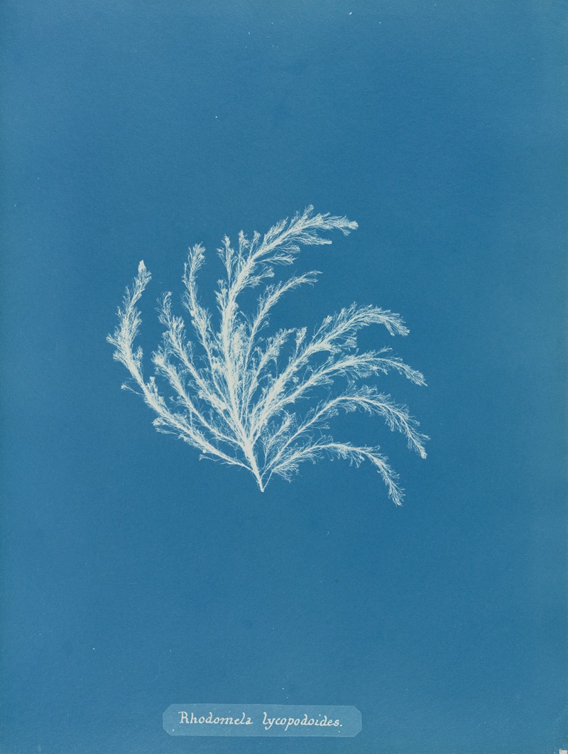 Rhodomela lycopodioides by Anna Atkins, 1843-1853 — digital art print download
