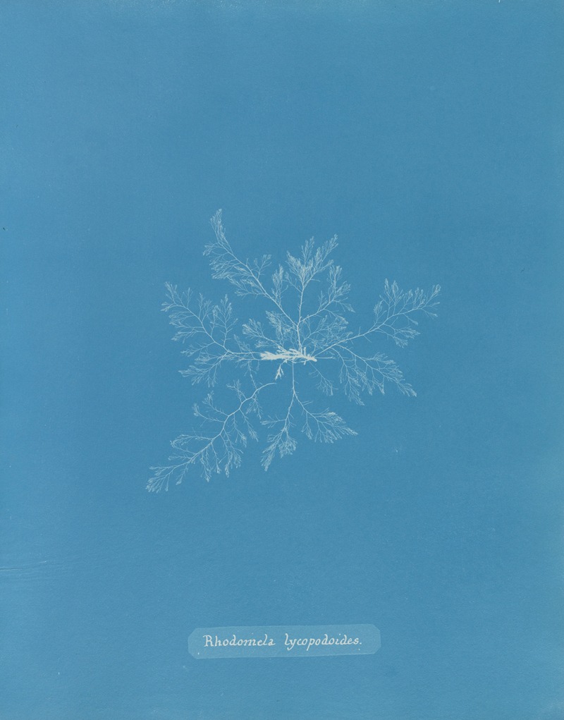 Rhodomela lycopodoides by Anna Atkins, 1843-1853 — digital art print download