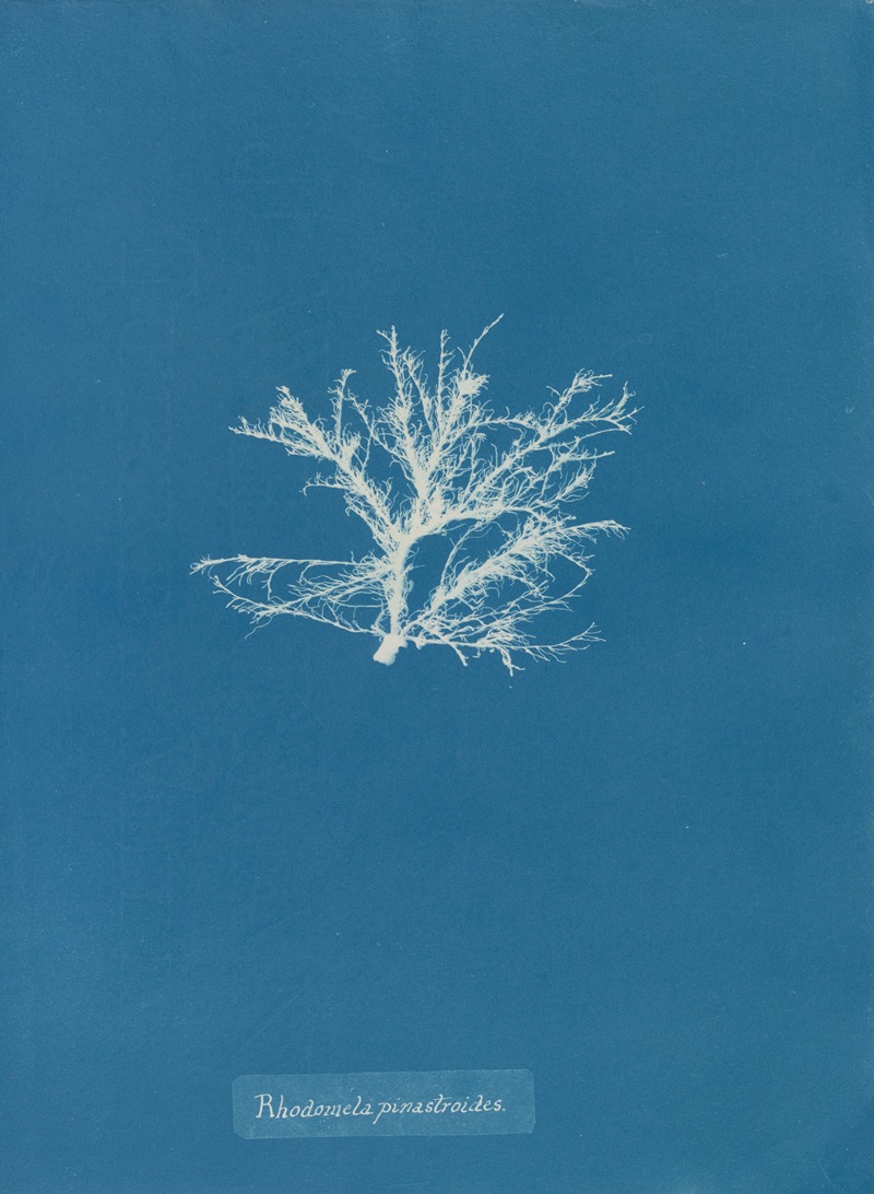 Rhodomela pinastroides by Anna Atkins, 1843-1853 — digital art print download