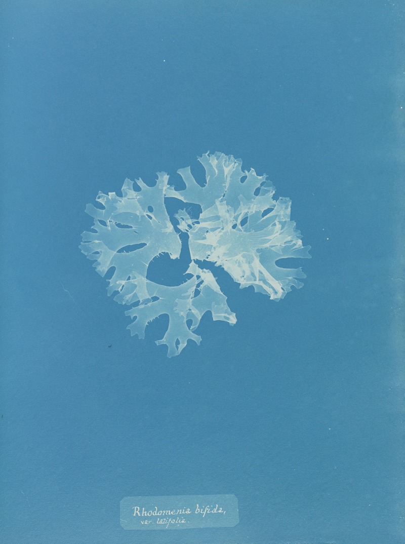 Rhodomenia bifida var. latifolia — Anna Atkins