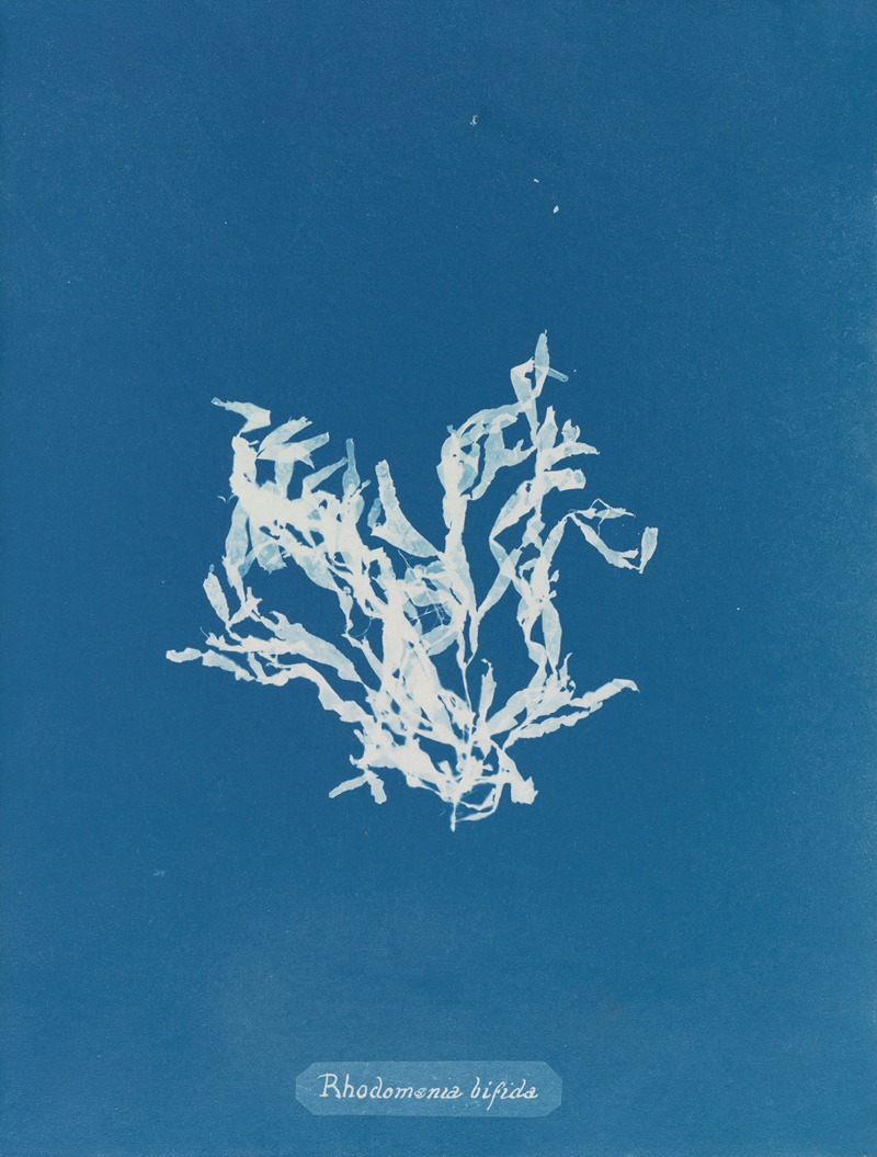 Rhodomenia bifida by Anna Atkins, 1843-1853 — digital art print download