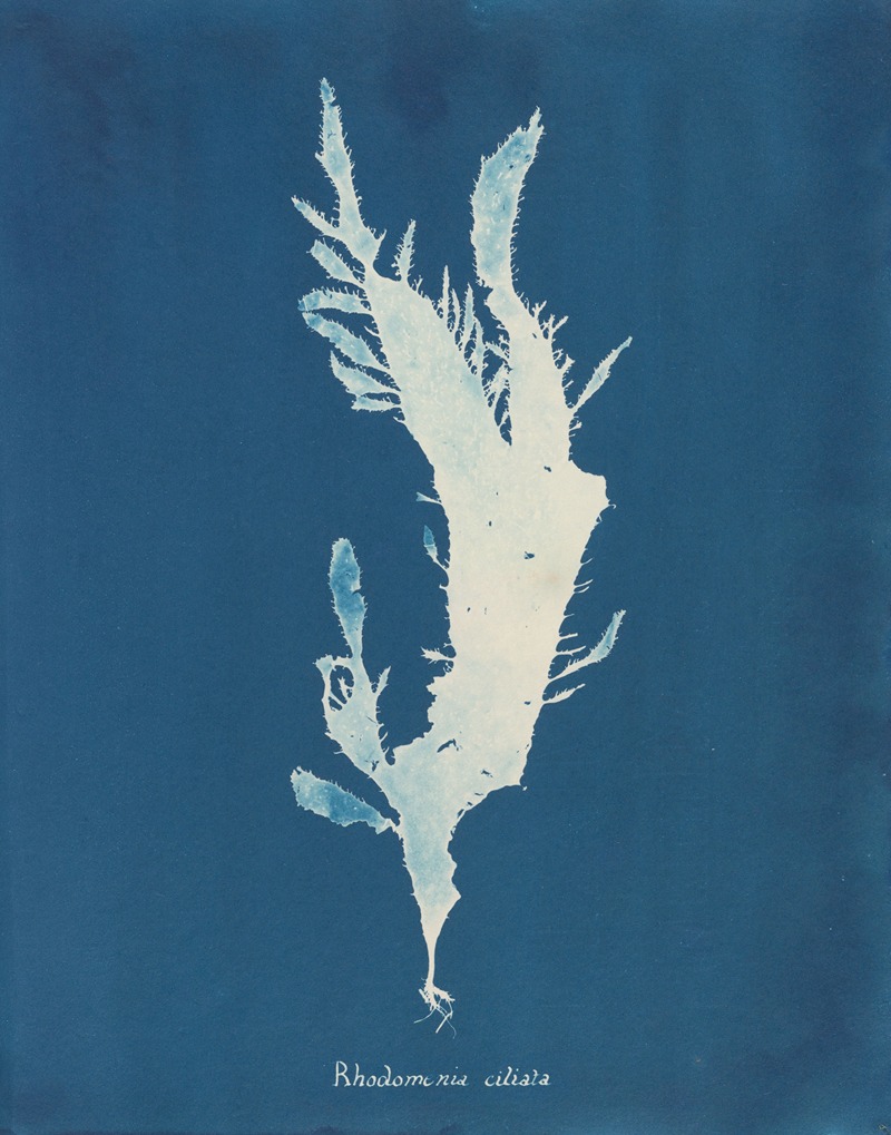 Rhodomenia ciliata by Anna Atkins, 1843-1853 — digital art print download