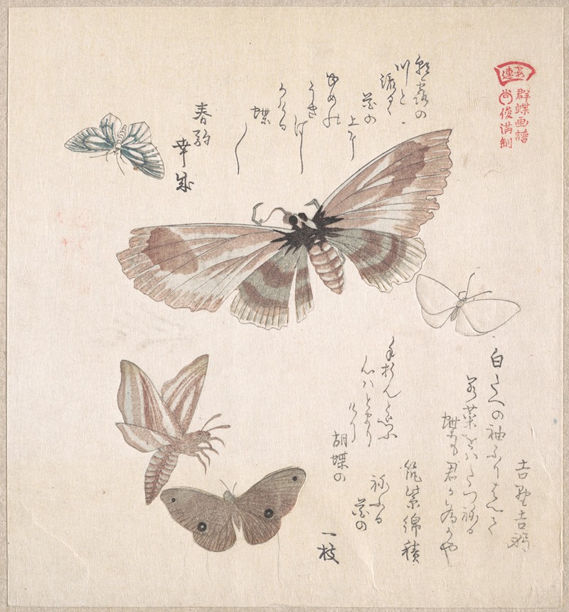 Various Moths and Butterflies by Кубо Сюнман — digital art print download