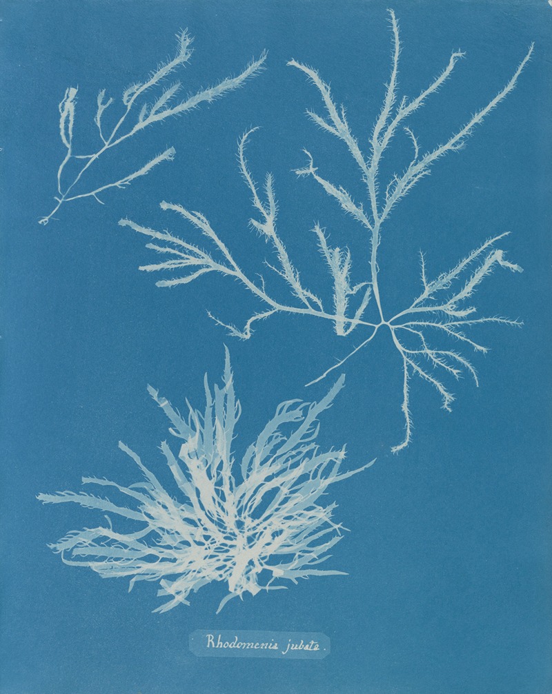 Rhodomenia jubata by Anna Atkins, 1843-1853 — digital art print download