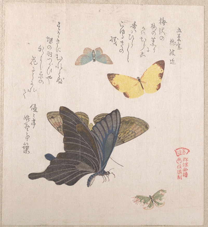 Various Moths and Butterflies by Кубо Сюнман — digital art print download