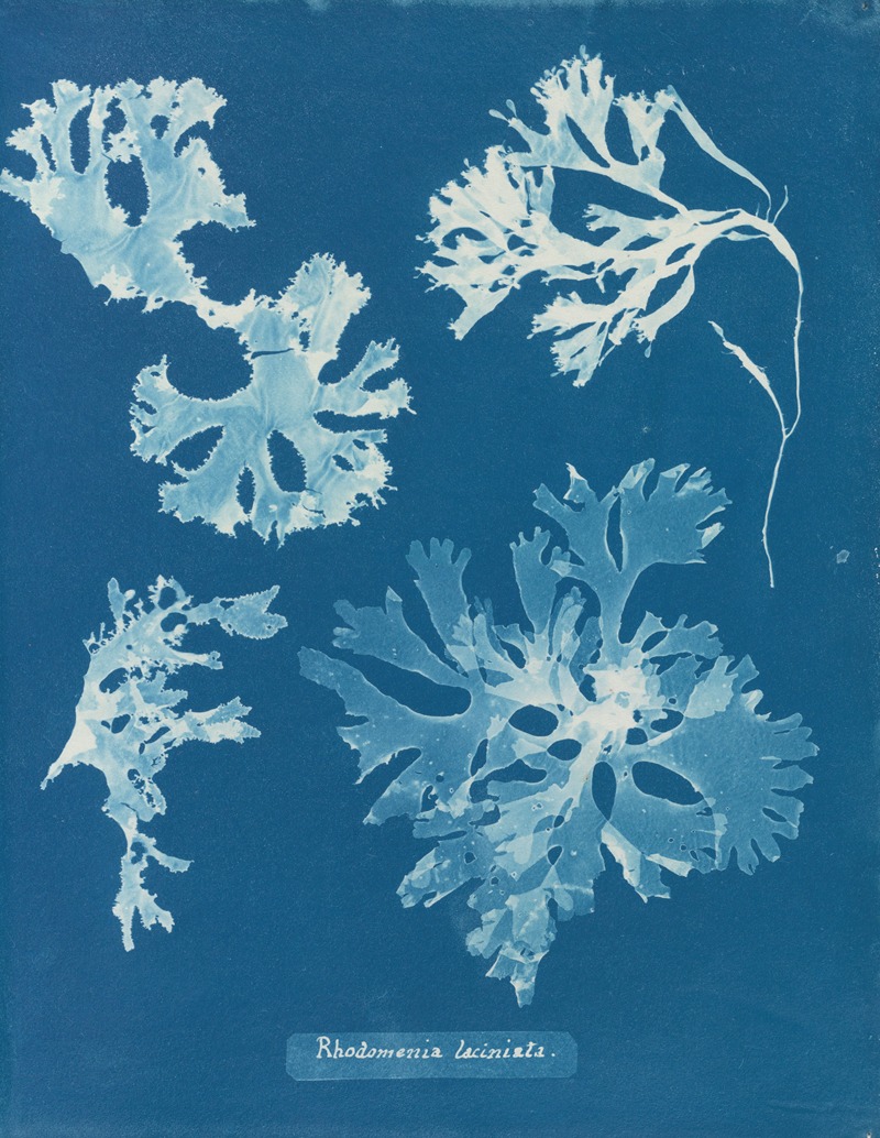 Rhodomenia laciniata by Anna Atkins, 1843-1853 — digital art print download