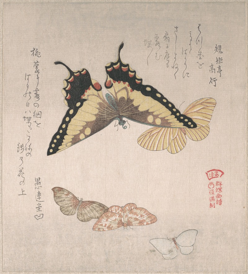 Various Moths and Butterflies by Кубо Сюнман — digital art print download